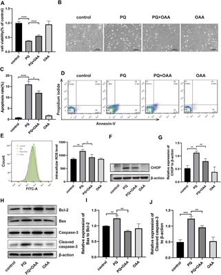 Oxaloacetate acid ameliorates paraquat-induced acute lung injury by alleviating oxidative stress and mitochondrial dysfunction